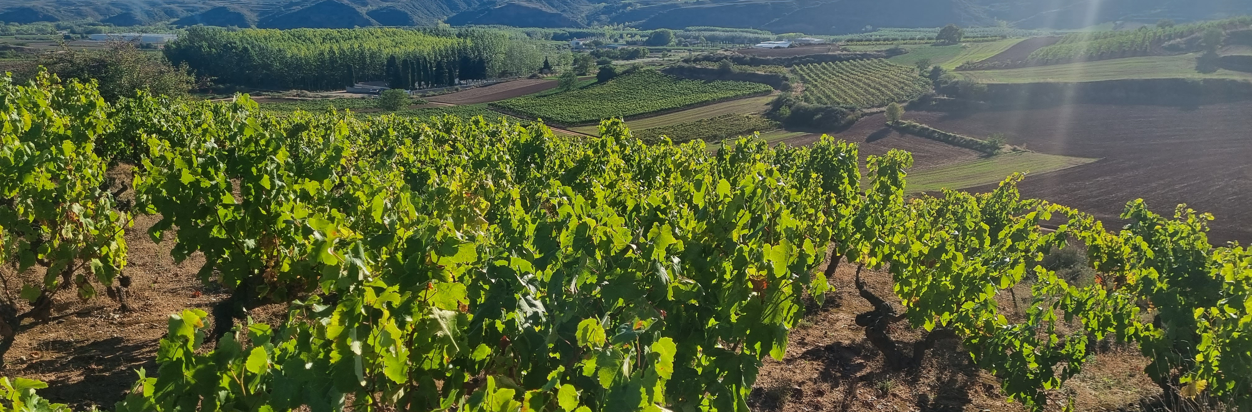 Agricultura y ganadería