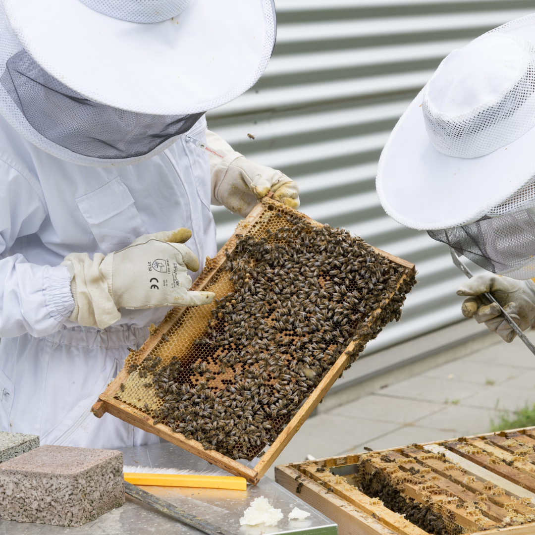 éxtasis Introducir católico UPA La Rioja solicita al Gobierno regional ayudas directas para los  apicultores, en un año nefasto para los productores de miel | UGT-La Rioja